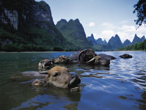 Buffalo Swiming in the Li River