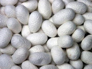 silk cocoons
